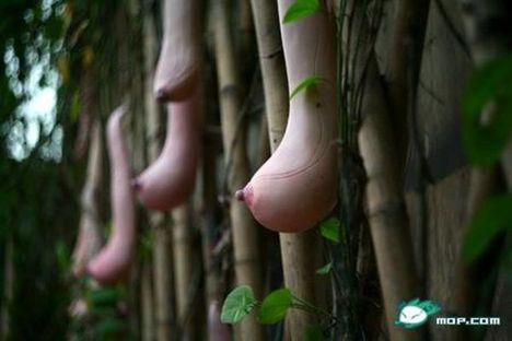 vietnámi sütőtök 