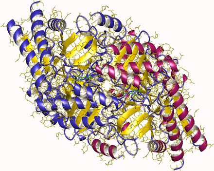 Glutaminsav-szemialdehid 2,1-aminomutáz