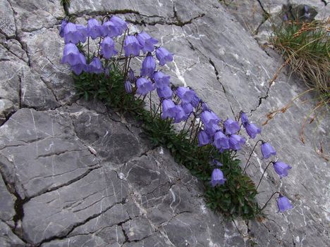 borító