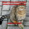 Domestic_cat_cropped