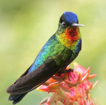 colibri na flor