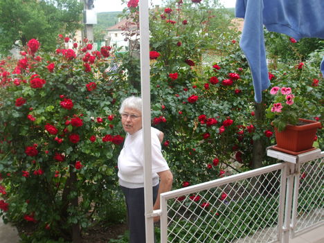 DSCF0014 Feleségem a rózsák előtt