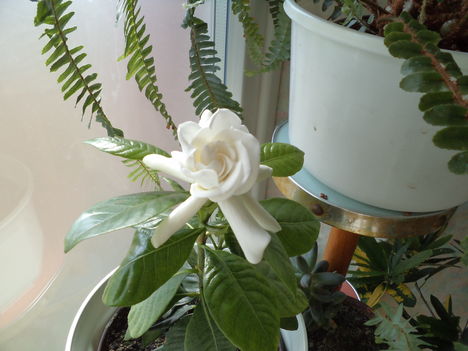 gardenia  (2013 augusztus 13 )