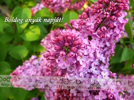Kívánságok és egyebek mamoca2 képeim 2