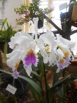 színes orchidea virágok 10