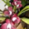színes orchidea virágok 2