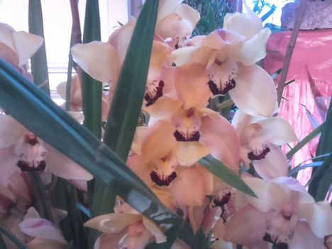 színes orchidea virágok 4