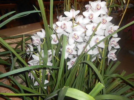 színes orchidea virágok 5