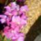színes orchidea virágok 6