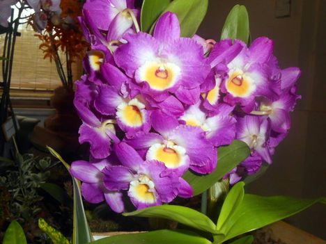 színes orchidea virágok 7