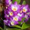 színes orchidea virágok 7
