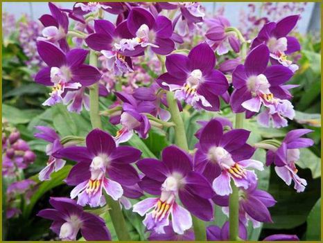 színes orchidea virágok 8