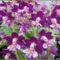 színes orchidea virágok 8