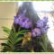 színes orchidea virágok 9