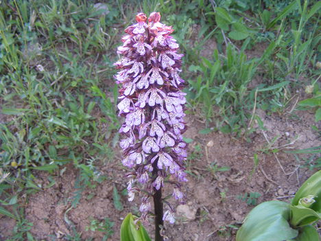 Vad orhidea