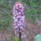 Vad orhidea