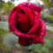Bordó rózsám_2015Május