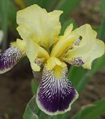 Iris_gernanica_Nibelungen_tarka_nőszirom