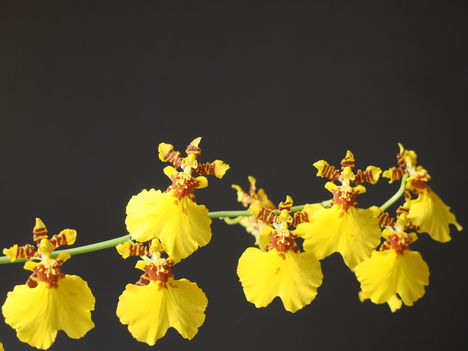 oncidium