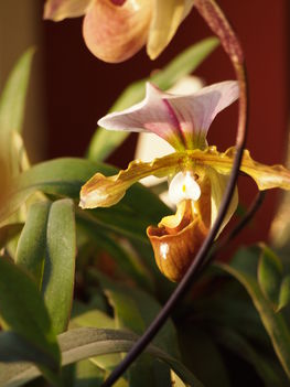 Paphiopedilum charlesworthii