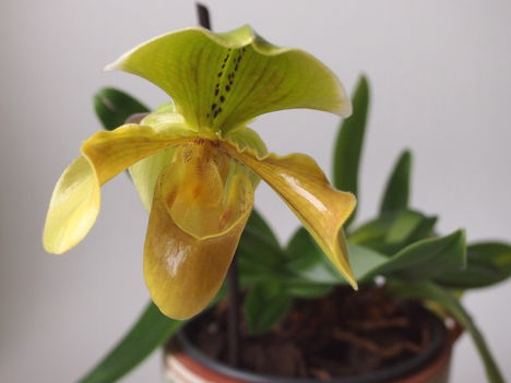 Paphiopedilum insigne