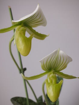 Paphiopedilum maudiae