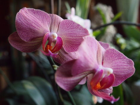 Phalenopsis
