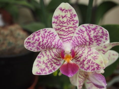 Phalenopsis