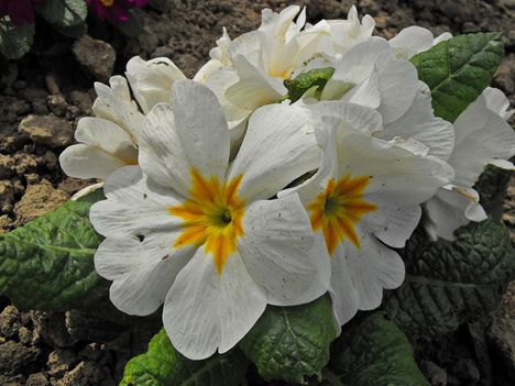 Primula a kertben_fehér_01