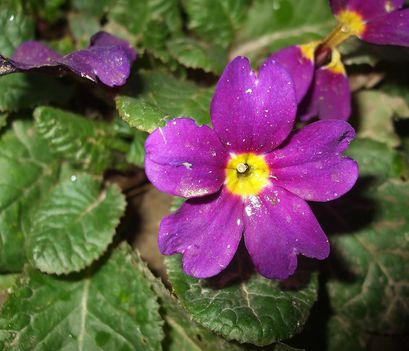 Primula a kertben_lila_2014februrár_02