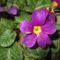 Primula a kertben_lila_2014februrár_02