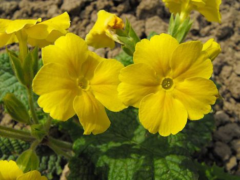 Primula a kertben_sárga_2014Április
