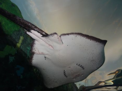 Ripley's Aquarium of Canada, Torontó, a rájáról készített kép 2015. április 27.-én