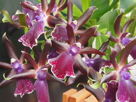 zygopetalum