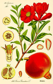 260px-illustration_punica_granatum2