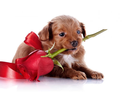 dog-puppy-snout-rose