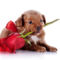 dog-puppy-snout-rose