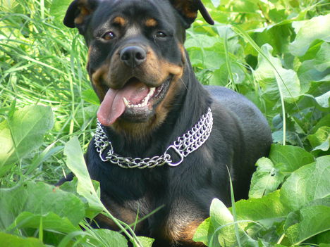 figyellek