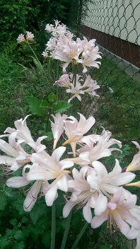 Lycoris squamigera ( varázslatos liliom) 