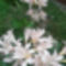 Lycoris squamigera ( varázslatos liliom) 