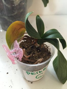 6. orchidea picike