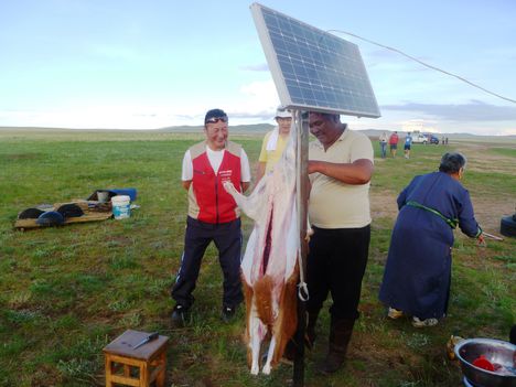 Kecskenyúzás a napelem oszlopánál, a Herlen folyó vízgyűjtőterületén, Mongólia, 2015. június 21.-én
