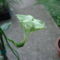 Esernyős gyertyavirág, - Ceropedia