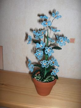 kék nefelejcs2