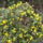 Kép 291    Atenger virága