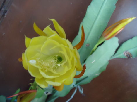 Levélkaktusz sárga virága
