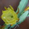 Levélkaktusz sárga virága