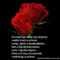 szépek rózsák idézetekkel 13