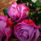 szépek rózsák idézetekkel 31