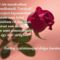 szépek rózsák idézetekkel 53